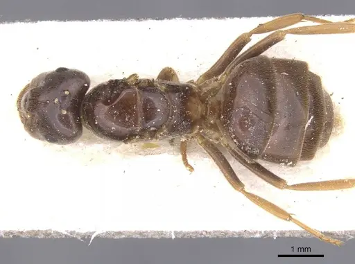 Lasius umbratus specimen CASENT0912287 image casent0912287_1