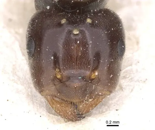Lasius umbratus specimen CASENT0912287 image casent0912287_2