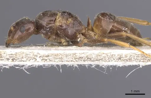 Lasius umbratus specimen CASENT0912287 image casent0912287_3