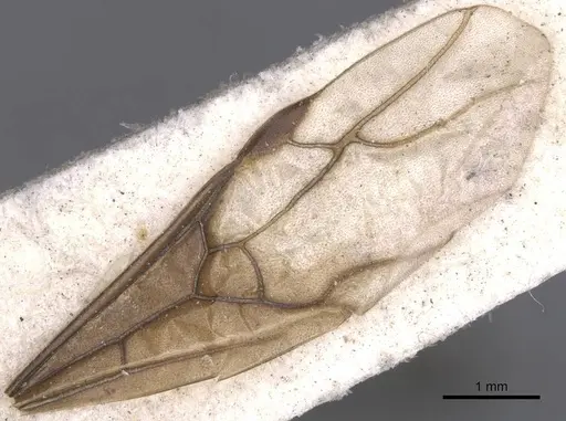 Lasius umbratus specimen CASENT0912287 image casent0912287_4