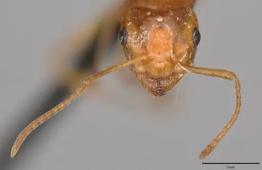 Lasius umbratus specimen CASENT4036279 image casent4036279_1