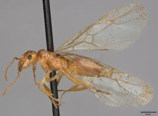Lasius umbratus specimen CASENT4036279 image casent4036279_2