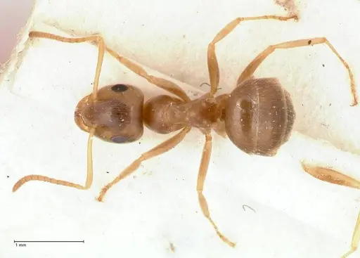 Lasius uzbeki specimen FOCOL0747 image focol0747_1