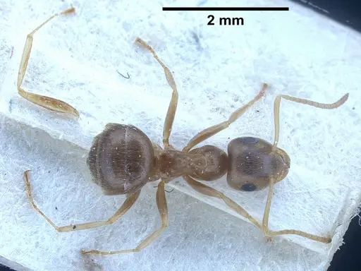 Lasius uzbeki specimen FOCOL0747 image focol0747_2