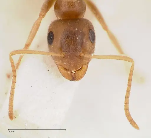 Lasius uzbeki specimen FOCOL0747 image focol0747_3