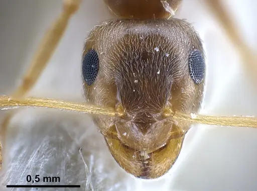 Lasius uzbeki specimen FOCOL0747 image focol0747_4