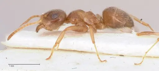 Lasius uzbeki specimen FOCOL0747 image focol0747_5