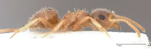 Lasius uzbeki specimen FOCOL0747 image focol0747_6