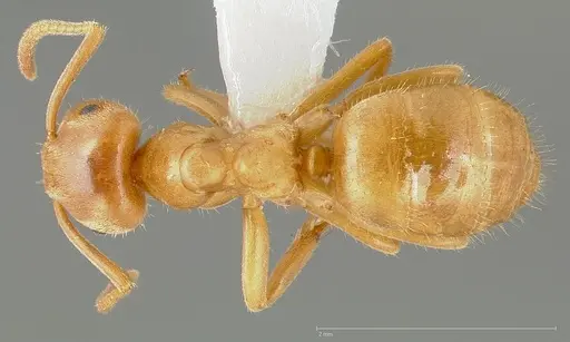 Lasius vestitus specimen CASENT0005410 image casent0005410_1