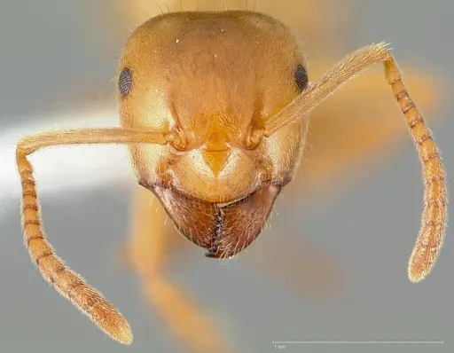 Lasius vestitus specimen CASENT0005410 image casent0005410_2