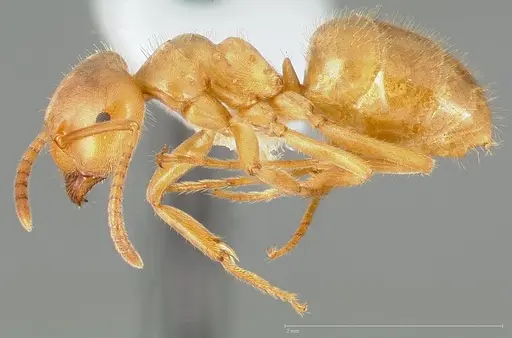 Lasius vestitus specimen CASENT0005410 image casent0005410_3