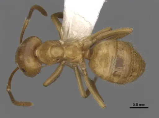 Lasius vestitus specimen CASENT0280470 image casent0280470_1