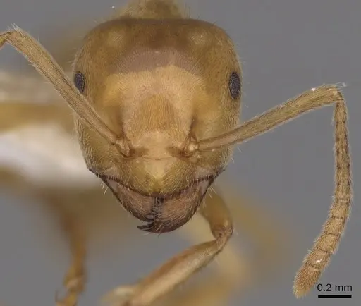 Lasius vestitus specimen CASENT0280470 image casent0280470_2