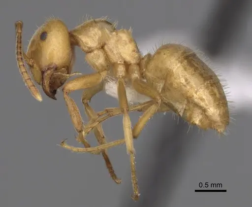 Lasius vestitus specimen CASENT0280470 image casent0280470_3