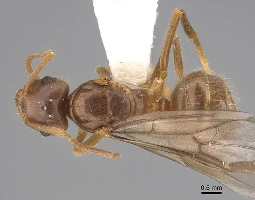 Lasius vestitus specimen CASENT0862002 image casent0862002_1
