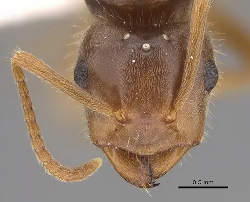 Lasius vestitus specimen CASENT0862002 image casent0862002_2