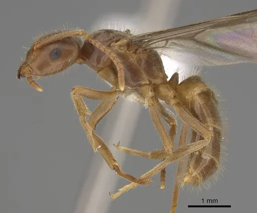 Lasius vestitus specimen CASENT0862002 image casent0862002_3