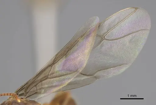 Lasius vestitus specimen CASENT0862002 image casent0862002_4
