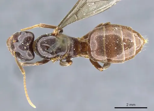 Lasius viehmeyeri specimen CASENT0905684 image casent0905684_1
