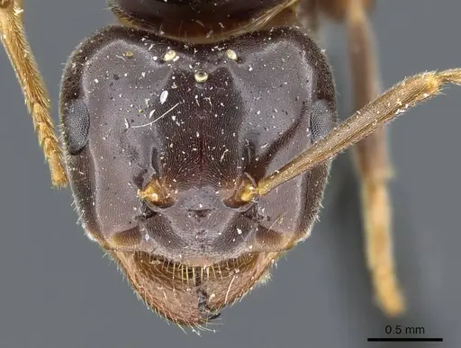 Lasius viehmeyeri specimen CASENT0905684 image casent0905684_2