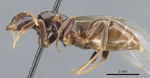 Lasius viehmeyeri specimen CASENT0905684 image casent0905684_3