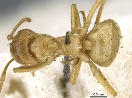 Lasius viehmeyeri specimen CASENT0905685 image casent0905685_1