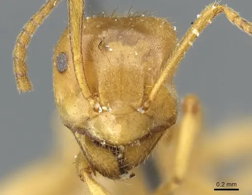 Lasius viehmeyeri specimen CASENT0905685 image casent0905685_2