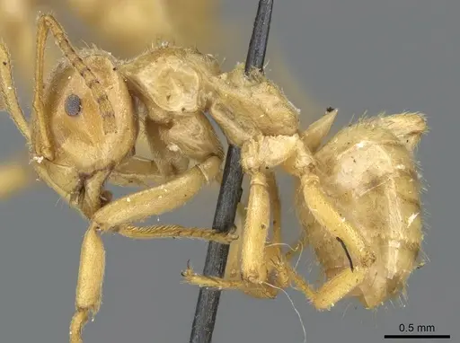 Lasius viehmeyeri specimen CASENT0905685 image casent0905685_3