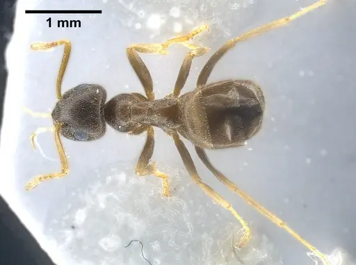Lasius vostochni specimen ANTWEB1041456 image antweb1041456_1