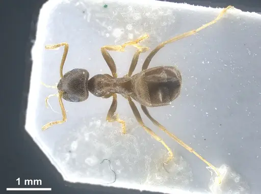 Lasius vostochni specimen ANTWEB1041456 image antweb1041456_2