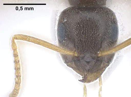 Lasius vostochni specimen ANTWEB1041456 image antweb1041456_3