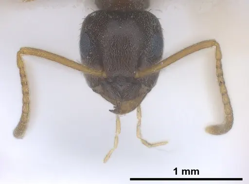 Lasius vostochni specimen ANTWEB1041456 image antweb1041456_4