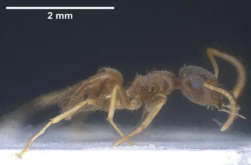 Lasius vostochni specimen ANTWEB1041456 image antweb1041456_5