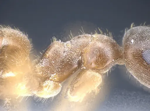 Lasius vostochni specimen ANTWEB1041456 image antweb1041456_6
