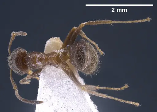 Lasius wittmeri specimen ANTWEB1041278 image antweb1041278_1