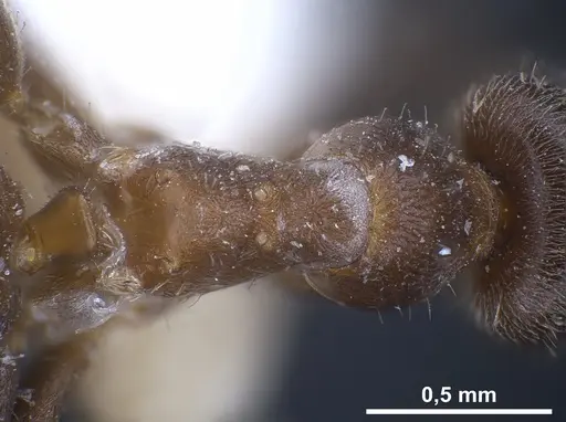 Lasius wittmeri specimen ANTWEB1041278 image antweb1041278_2