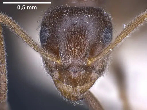 Lasius wittmeri specimen ANTWEB1041278 image antweb1041278_3