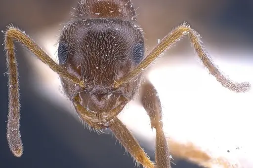 Lasius wittmeri specimen ANTWEB1041278 image antweb1041278_4