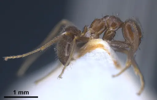 Lasius wittmeri specimen ANTWEB1041278 image antweb1041278_5