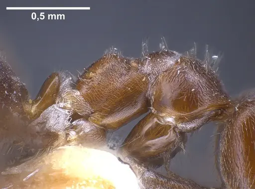 Lasius wittmeri specimen ANTWEB1041278 image antweb1041278_6