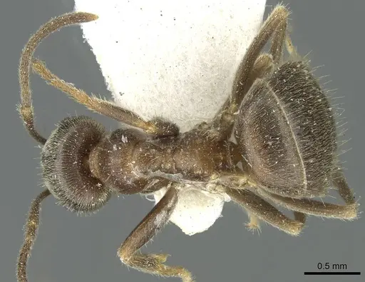 Lasius wittmeri specimen CASENT0912298 image casent0912298_1