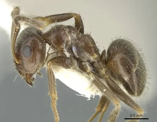 Lasius wittmeri specimen CASENT0912298 image casent0912298_3