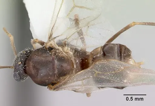 Lasius xerophilus specimen CASENT0103504 image casent0103504_1