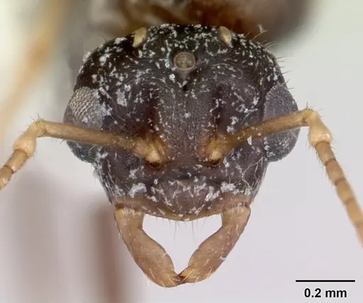 Lasius xerophilus specimen CASENT0103504 image casent0103504_2