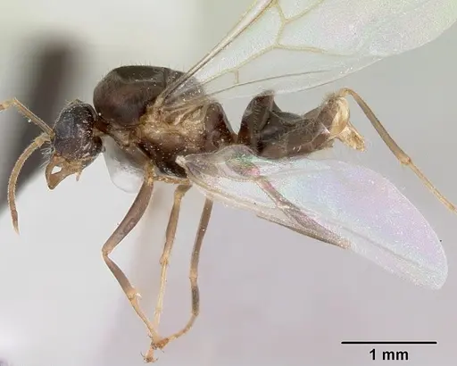 Lasius xerophilus specimen CASENT0103504 image casent0103504_3