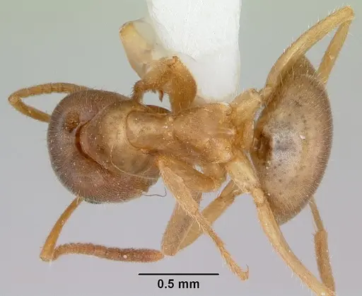 Lasius xerophilus specimen CASENT0103505 image casent0103505_1