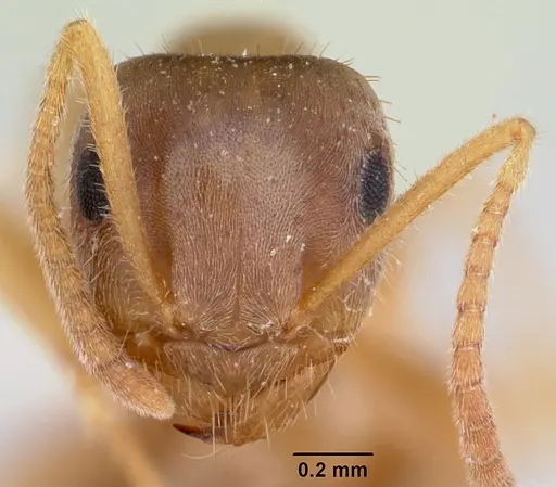 Lasius xerophilus specimen CASENT0103505 image casent0103505_2