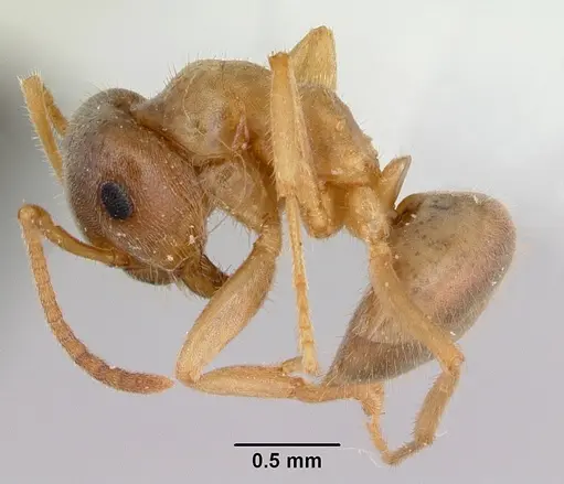 Lasius xerophilus specimen CASENT0103505 image casent0103505_3