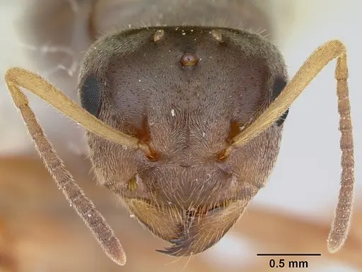 Lasius xerophilus specimen CASENT0103506 image casent0103506_2