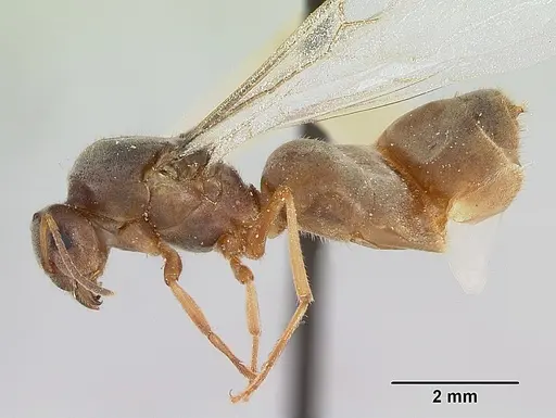 Lasius xerophilus specimen CASENT0103506 image casent0103506_3